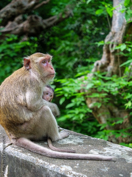 Obraz Mother and Baby Macaque