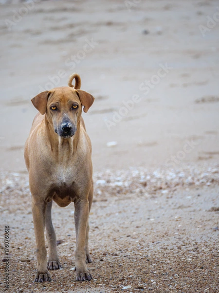 Fototapeta Alert Stray Dog on Sandy Beach