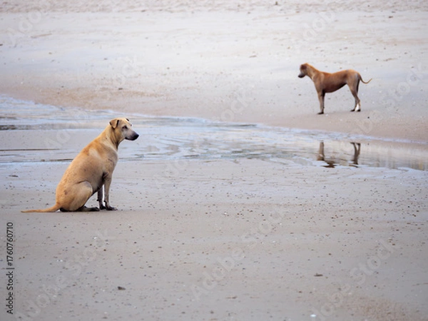 Obraz Two Loyal Dogs Resting on the Wide Beach