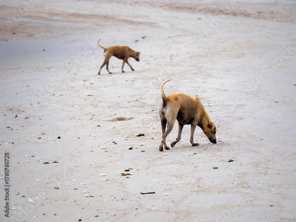 Fototapeta Two Stray Dogs Foraging on Light Sand