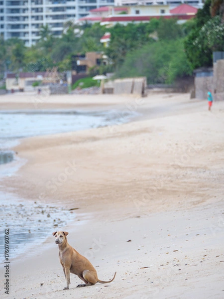Obraz Stray Dog Sits on Tranquil Thai Beach
