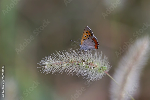 Fototapeta ベニシジミとエノコログサ01