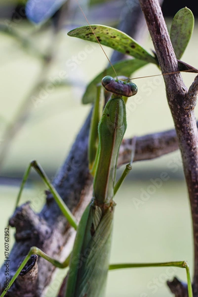 Fototapeta 待ち伏せするカマキリ01