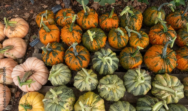 Fototapeta A harvest of pumpkins, squashes and Gourds
