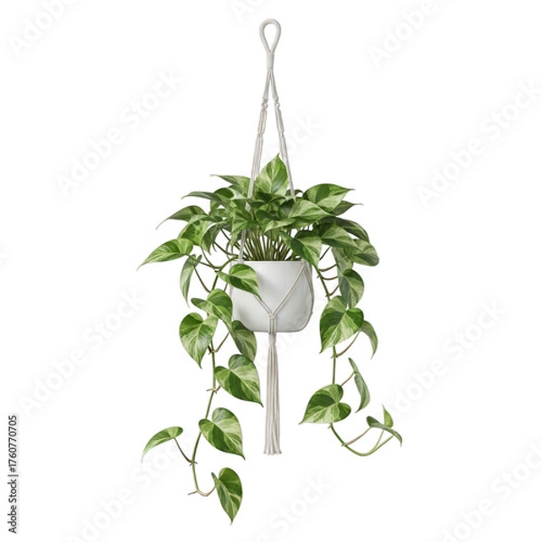 Fototapeta Hanging Pothos Plant in White Pot isolated on a transparent background