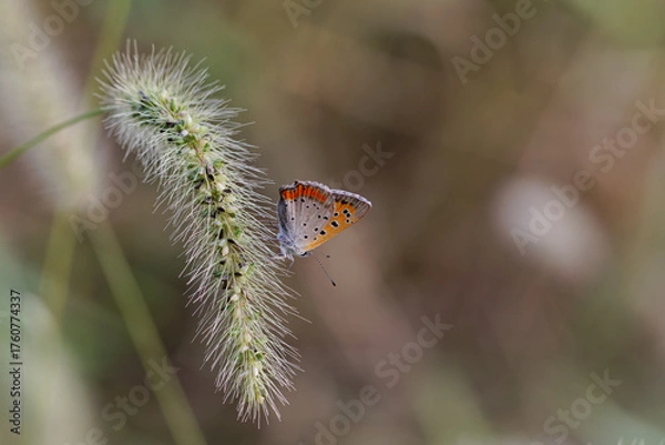 Fototapeta ベニシジミとエノコログサ02