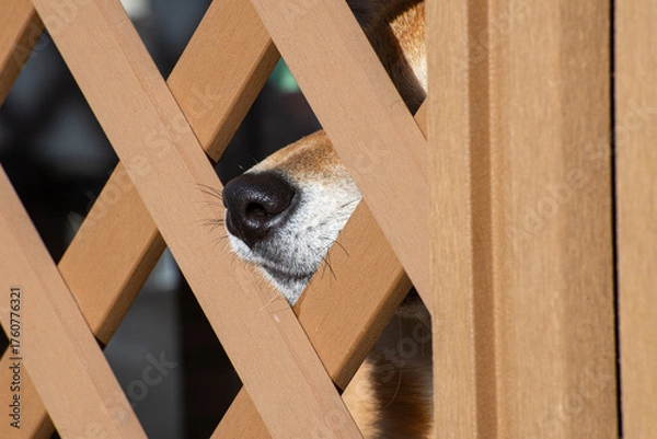 Fototapeta 木製のラティスフェンスから鼻を出している柴犬のクローズアップ