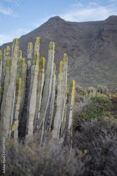 Fototapeta looking up in the cactus field
