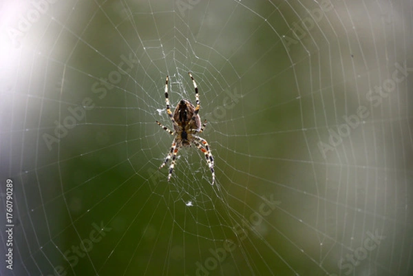 Fototapeta Spinnennetz