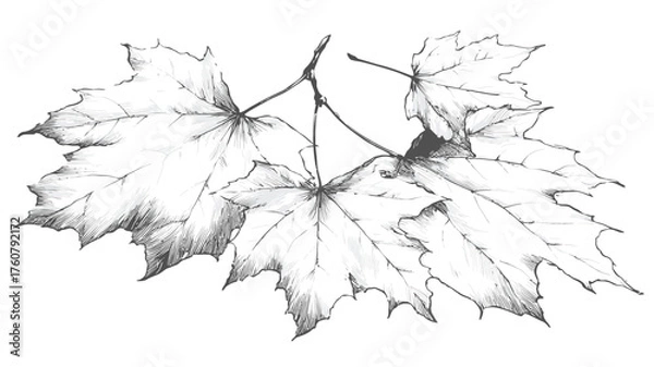 Fototapeta Hand-drawn pencil sketch of autumnal maple leaves on a branch. Detailed botanical illustration, black and white nature art.
