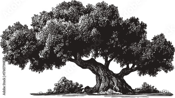Fototapeta Detailed ancient tree illustration, hand-drawn vector art of a mature deciduous tree, nature symbol, black and white vintage woodcut style.