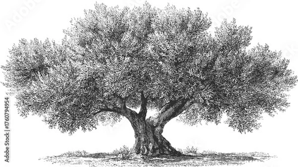 Fototapeta Vintage Pen and Ink Drawing of an Old Olive Tree, Hand-Drawn Botanical Illustration on White Background, Mediterranean Nature