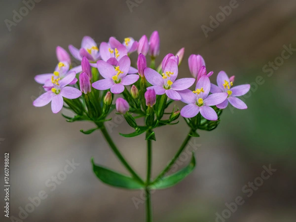Fototapeta Closeup view of delicate purple pink and yellow flowers of centaurium erythraea aka common centaury or European centaury blooming outdoors in the wild