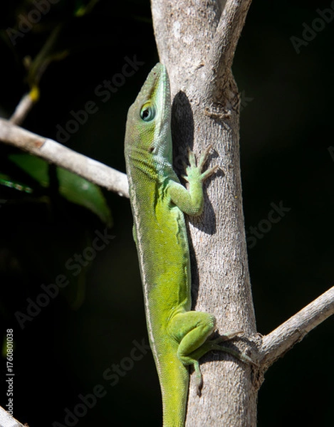 Obraz Ready for my Close-Up