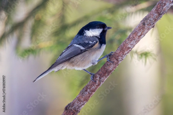 Obraz The coal tit perching on a branch of tree