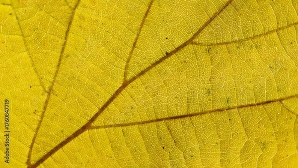 Obraz autumn leaf texture