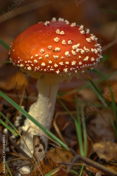 Obraz fly agaric mushroom
