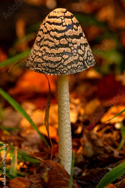 Obraz fly agaric mushroom