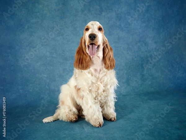 Fototapeta Portrait of a purebred English Cocker Spaniel puppy. The dog is sitting and looking into the camera. He is a orange roan. He is 7 months old. There is a beautiful background.