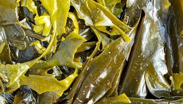 Obraz Macro seaweed surface showing natural marine plant texture and organic food background