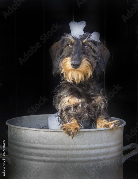 Fototapeta puppy bubble bad