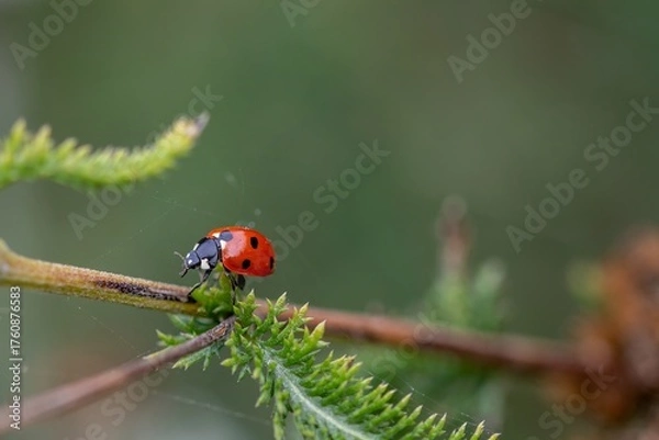 Fototapeta close up of seven spotted ladybug ladybird walking along a branch with a blurred green background