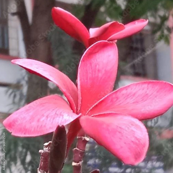 Obraz Red catgolap fowler 