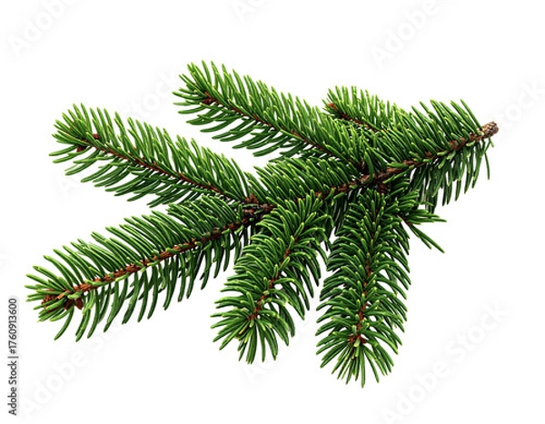 Fototapeta Evergreen Fir Branch – Realistic Needle Detail – Isolated PNG on Transparent Background