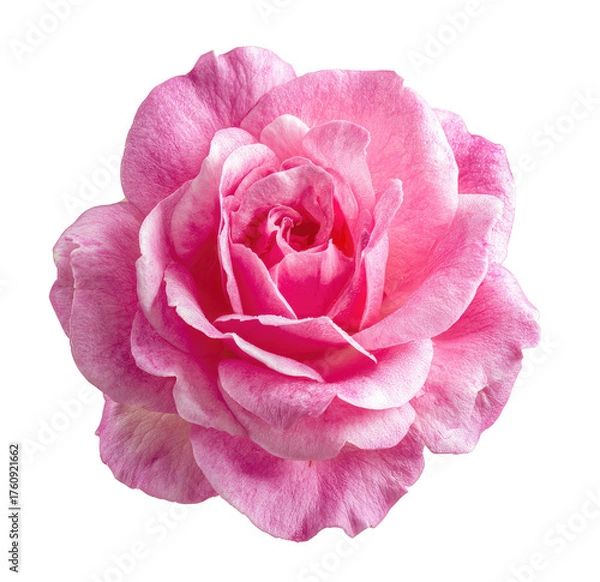 Fototapeta Close-up of a single, vibrant pink rose.  The petals are a soft, delicate pink, layered and smooth.  A central, darker pink core is visible.  Isolated on a pure black background