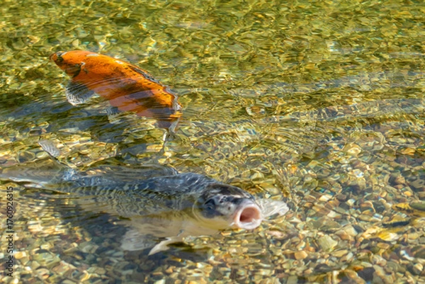 Fototapeta Bright orange and white Koi fish facing a mottled grey and black Koi fish, swimming over a submerged mossy rock and multicolored gravel bed in clear, shallow water