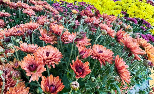 Fototapeta Colorful autumn flowers in a vibrant garden showcasing different chrysanthemum varieties