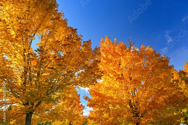 Fototapeta Beautiful autumn background. Colorful leaves on trees in fall time. Concept for nature and landscape.