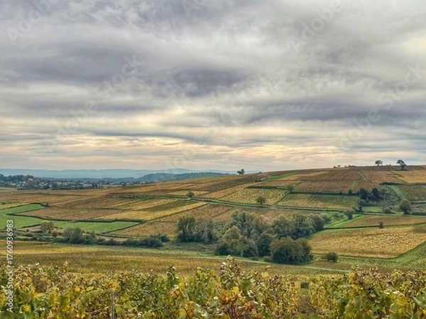 Obraz  Vignoble de la Côte Chalonnaise en automne 