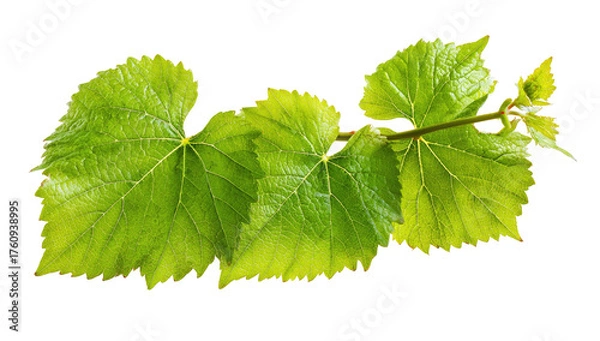 Fototapeta Close-up of vibrant green grape leaves on a stem