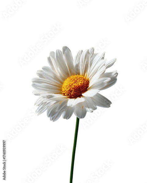 Fototapeta Close-up of a single white daisy against a black background.  The flower's petals are detailed, and the yellow center is prominent.  A green stem extends upward from the blossom
