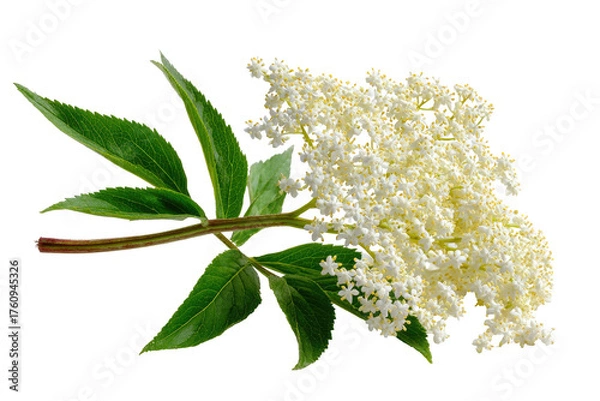 Obraz Close-up of a vibrant elderflower sprig with clusters of small, delicate, creamy-white flowers.  Green leaves, stems, and flower clusters are sharply in focus against a black background