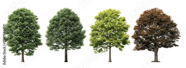 Fototapeta Four trees in varying stages of foliage