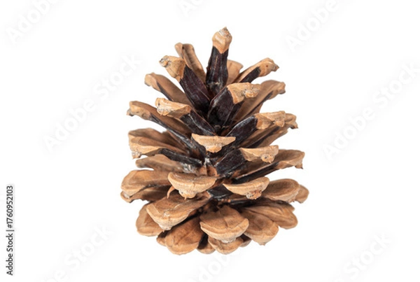 Fototapeta Pine cone isolated on white background