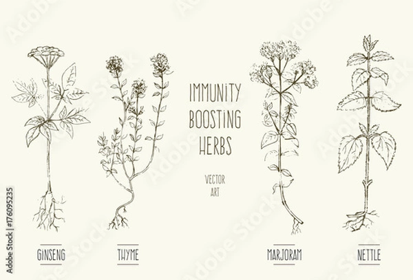 Fototapeta Vector illustrations of herbs improving immune system.