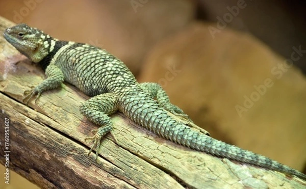 Obraz Lézard bleu épineux