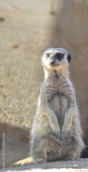 Obraz Suricate