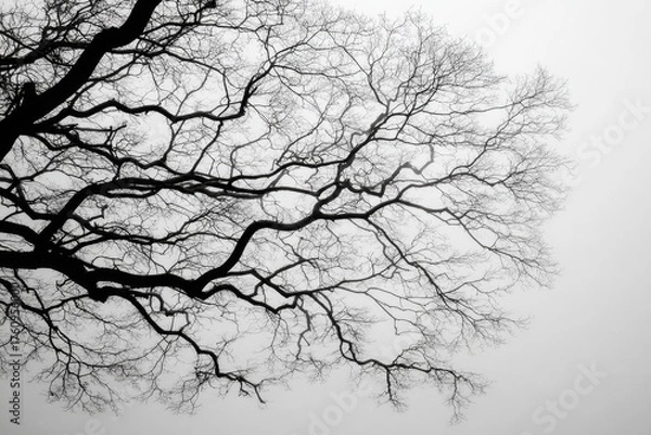 Fototapeta Bare tree branches silhouetted against a foggy sky.