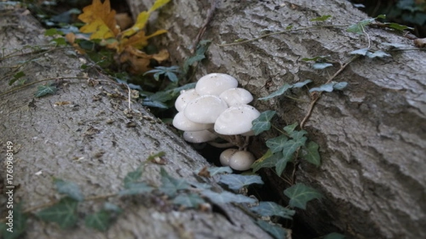 Obraz Gruppe Buchenschleimlinge mit Efeu 