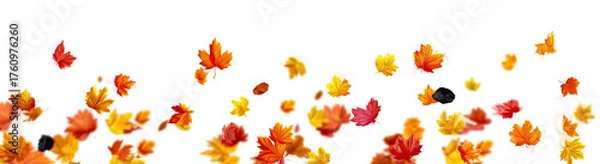 Fototapeta Autumn leaves scattered on a white surface