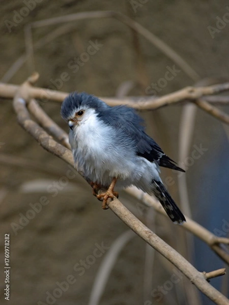 Obraz pygmy falcon