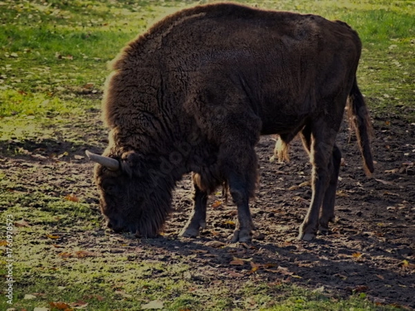 Obraz european bison