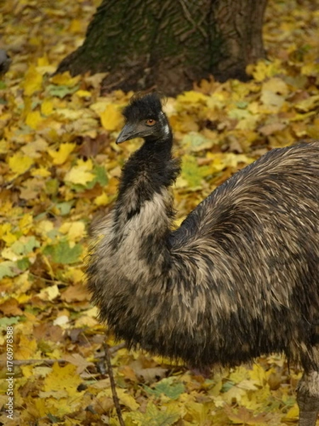 Obraz emu