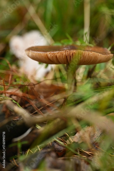 Fototapeta Mushroom Texture Macro – Forest Depths