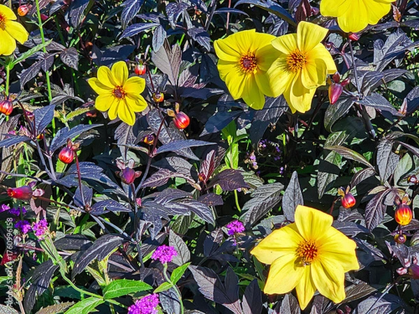 Fototapeta Beautiful MYSTIC ILLUSION dahlia with very dark filigree foliage on a bright fall day close-up