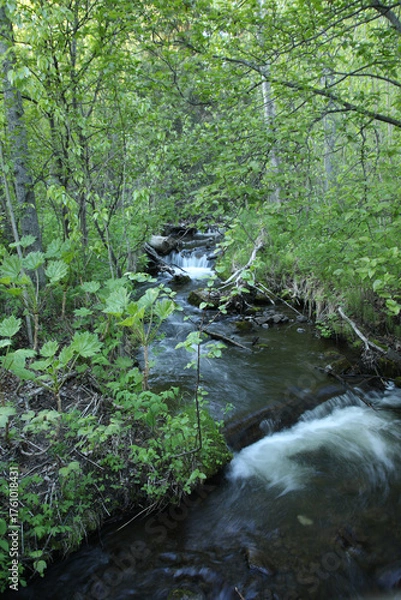 Obraz flowing stream in the forest